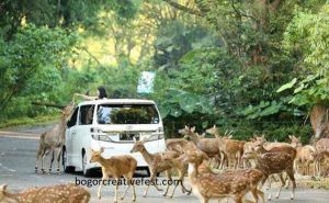 Harga Tiket Masuk Taman Safari Bogor 2022 Terbaru Beserta Jam Operasional